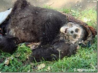 Donald Trump Weighs in on Killing of Gorilla (Harambe) at Cincinatti Zoo